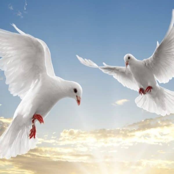 Jako ti dva holoubci