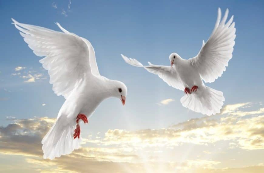 Jako ti dva holoubci 🇨🇿